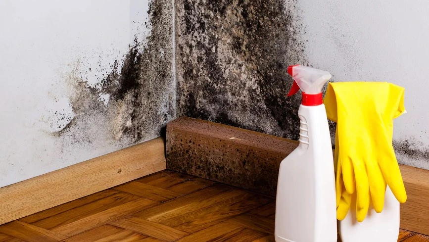 Mold Toxicity